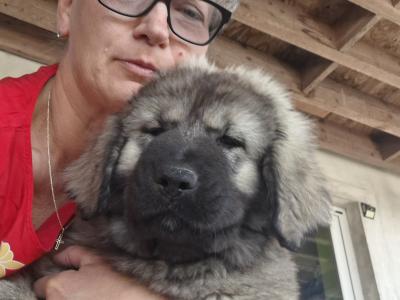 IKC Registered Caucasian Shepherd Dog puppies in Tipperary